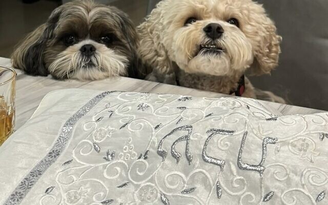Milo and Enzo
8 and 5-year-old Shishon   
Thea and Gavin Cohen 
of Sandy Springs

They love their Shabbat challah.