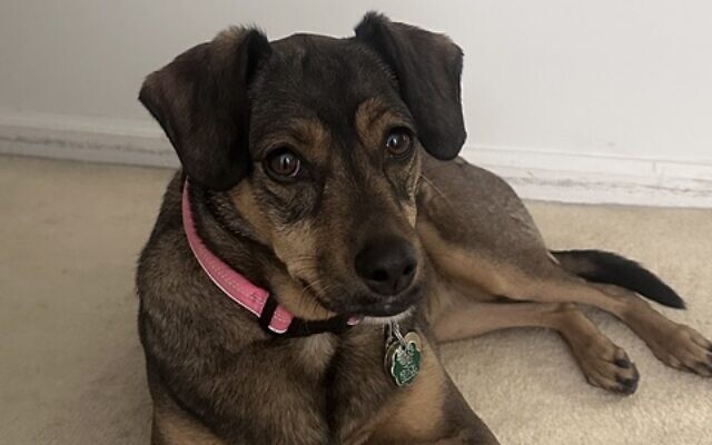 Molly
6-year-old Rescue   
Melanie Mailman 
of Dunwoody

Molly is a lovable, friendly rescue pup.  She loves everyone she meets, walks, and puppy play dates with her besties.  She is the happiest having her tummy rubbed.