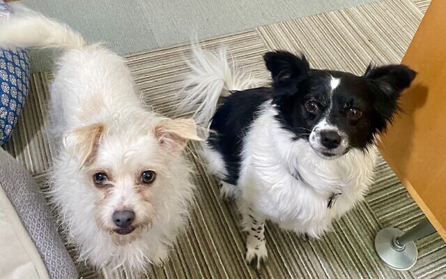 Moxie and Bitsy
6 and 3.5-year-old Rescue breed - Chihuahua mixes   
Joan Borchardt 
of Brookhaven

Moxie and Bitsy love patrolling the backyard for chipmunks and squirrels.  When they are not on patrol, you’ll find them on hiking trails around town. They are both rescues and are so sweet!  Adopt, don’t shop!