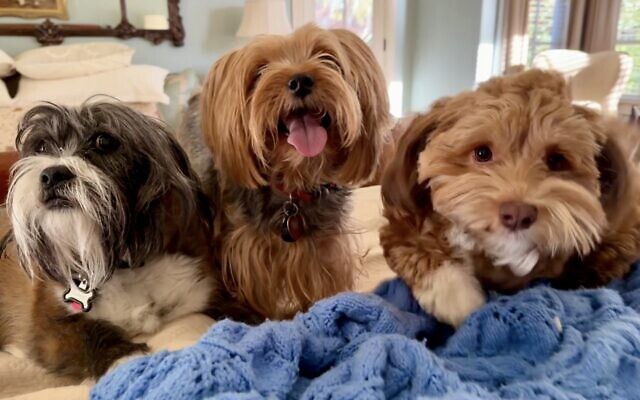 Murphy, Scooter and Rosie
14, 10 and 2.5-year-old 
Rescue, Rescue and Havanese
Patty & Gus Small 
of East Cobb

Rosie is a purebred Havanese who is a delight! She is a hilarious little girl who brings her choice toy to me in bed every night!