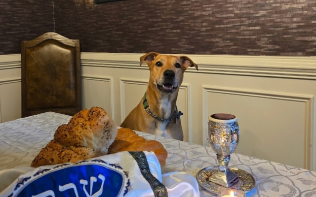 Negev
9.5-year-old Boxer/Coonhound mix   
Deborah, Nitzan, Aviyah & Oriyah Tzuberi 
of Sandy Springs

Meet Negev, a 9.5-year Boxer/Coonhound mix. He loves his family, the outdoors, and has never missed Shabbat - when his crumb patrol duties commence!