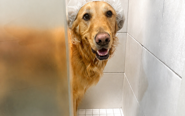3rd Place
Oiro
4.5-year-old Golden Retriever   
Erica and Harris Plofsky of Dunwoody

Oiro is a loveable boy who believes personal space is optional and belly rubs are mandatory. He loves any sort of attention even if it might mean it’s bath time!