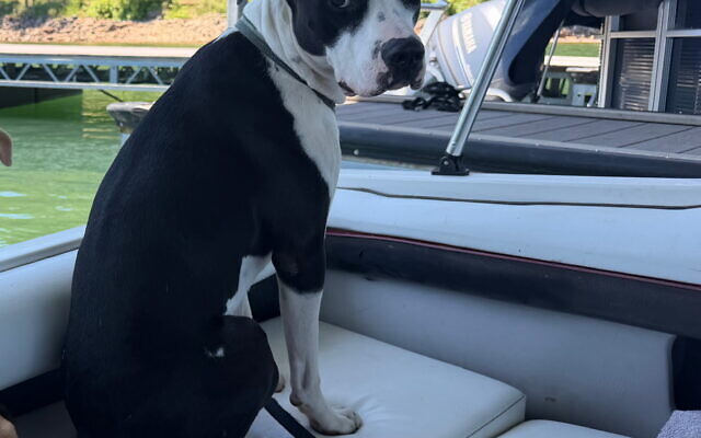 Oscar Mayer 
Moo Cow
1-year-old Mixed rescue furbaby   
Cheryl and Steve Dorchinsky of Alpharetta 

Oscar is extremely curious. He wants to play with our cats but they have no desire to participate. He splashes water in lakes with his tail then jumps and tries to figure out who splashes. He is the most goofy sweet boy in the world.