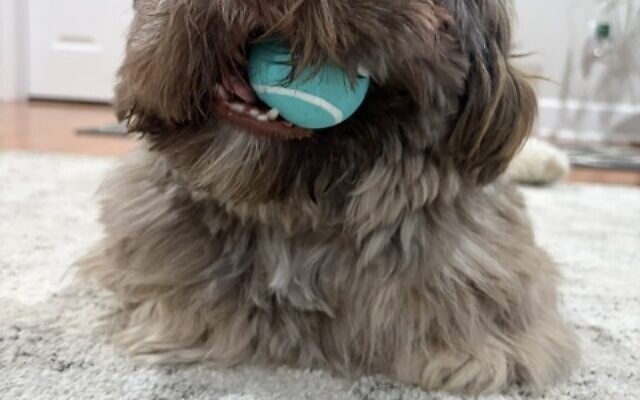 Ovechkin
1-year-old Shih Tzu   
Mara Hewitt 
of Smyrna/Vinings

Ovechkin(Ovi) has been blessed to be able to bring a smile to the face of everyone he meets. He contorts his body with love to his family, and makes it impossible to say no when it’s belly rub time.