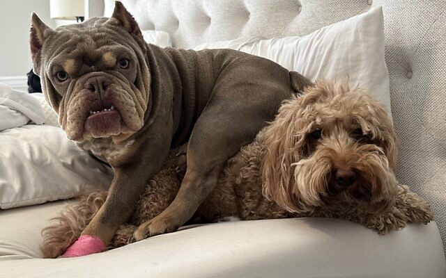Ozzie and Chelsea
2 and 4-year-old Bulldog and Goldendoodle   
Jodi, Zak and Seth Vrono 
of East Cobb

We call them the odd couple. They’re always wrestling and if there’s a ball around, Ozzie will find it! Will play fetch for hours.