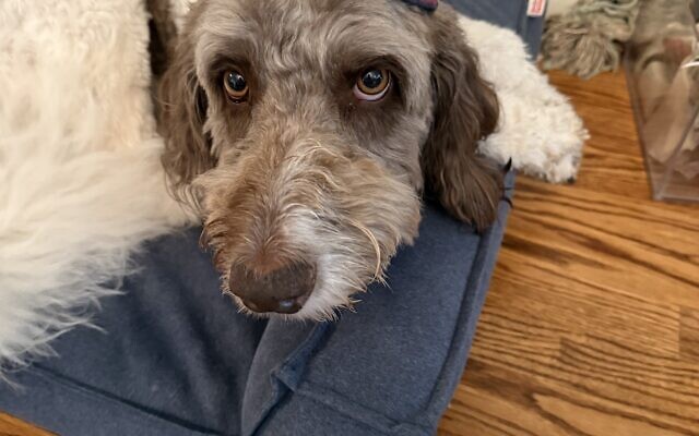 Peaches
5-year-old Aussie doodle    
Rabbi Larry Sernovitz 
of Marietta

Peaches is extremely friendly and has never met a stranger. She enjoys fetch, long walks, being pet at all times and sharing human food. Her favorite thing is when dog friends can join her to play.