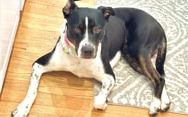 Pepper
2-year-old Rescue   
Audrey & Steve Helfman 
of Roswell

Pepper is our newest rescue family member, recently adopted from the Dekalb County Animal Shelter. She is a smart, sweet, loving girl that bonded with our family immediately. We have determined her breed to be “ Pure American Good Girl.”