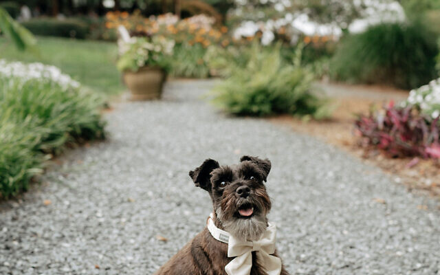 Piper
6-year-old Miniature Schnauzer   
Lindsey and Jared Parker 
of Buckhead

Piper is a six-year-old mini schnauzer who loves cuddles, tennis balls, and bringing joy to her family. Her favorite traditions are playing Bally and bringing Mr. Owl to bed every night beside her favorite humans.