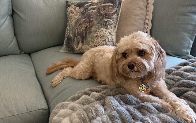 Reese
5-year-old Cavapoo   
Jaclyn Turner 
of Brookhaven

Reese is my favorite love bug. He’s just like us, where he has moments where he’s by my side 24/7, or wants a little “me time.”  His interests include playing ball (but only inside), chasing squirrels, barking at the TV if the Braves are on, and hogging the pillow.