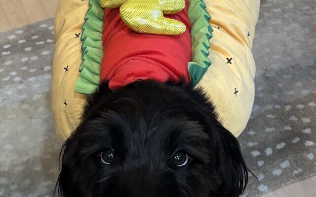 Ripley
2-year-old Labradoodle   
Fredricka Kahn  
of Dunwoody

Ripley is a rescue from Golden Retriever Rescue of Atlanta (GRRA). Although he is a retriever/poodle mix, his personality is 100% lab. He love his stuffies and it’s rare he’s not carrying one in his mouth.