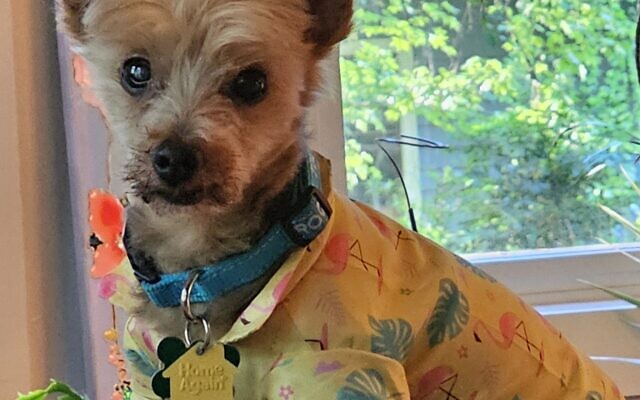 Rocky
9-year-old Yorkshire terrier, Maltese mix   
Jacquelyn Allen  
of Eastlake 

We adopted this little man and brought him home to a household with 2 other dogs. They get along well. Rocky loves belly rubs and has an affinity for clothes.