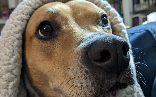 Rosie
9-year-old Basenji mix   
Charlotte Rich 
of Dunwoody

She's a one-of- a-kind rescue. Her radar ears don't miss a sound. She thinks that she owns our street so trespassers beware. Her favorite passtimes are eating and sleeping.