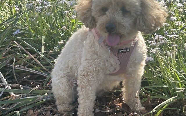 Roxie
10-year-old Poodle   
Helaine, David, Guy, Aiden and Ella Brill 
of Decatur

Roxie’s favorite hobbies include cuddling, snuggling, a combination of both she invented called “snuddling” and being cute. Her favorite Jewish holiday is Purim.