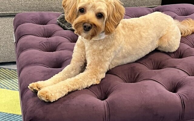 Ruby
3.5-year-old Cockapoo   
Wendy and Rabbi Joshua Heller of Sandy Springs

Ruby is a velcro dog, she is happiest when she's by my side - she's also a huge fan of other dogs, she loves going to Dogtopia to see her friends.