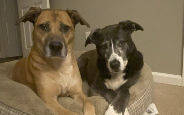 Sammy & Maggie
11-year-old Rescues   
Micah and Evan Staley 
of Brookhaven

Sammy and Maggie love walks and treats. They also love their new baby sister!