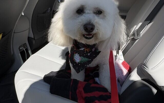 Sammy
9-year-old Bichon Frise   
Carolyn Shenberg 
of Buckhead

We call him Mayor Samuel because he runs the show. If anyone gets near me he parks himself right in between. Loves chicken.