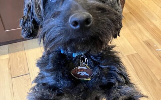 Scottie
5-year-old Rescue   
Joel, Bethany, Reuben, Levi and Maya Friedlander 
of Dunwoody

Rescued in Denver and enjoyed his move to Atlanta. He loves long walks in the neighborhood, lounging on the porch swing, staring down deer, chasing squirrels, watching movies & eating challah.