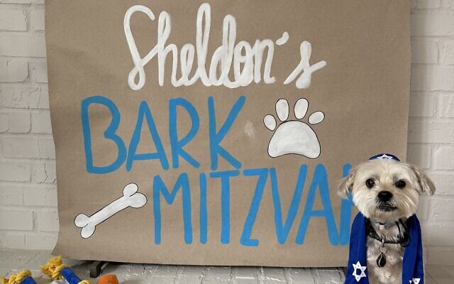 Sheldon
13-year-old Morkie   
Lauren, Monica & Sydney Schwartz of Dunwoody

Sheldon's snaggletooth makes him stand out in a crowd! He loves taking walks with friends and is always ready to "assume the position" for a belly rub! Sheldon celebrated turning 13 with a Bark Mitzvah!