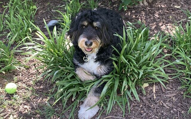 Shiloh
6-year-old Bernedoodle    
Nancy Schmidt 
of Atlanta

Shiloh is sweet, lovable and the funniest pup. Her best trick is hugging. The friendliest dog, who is devoted to her family.