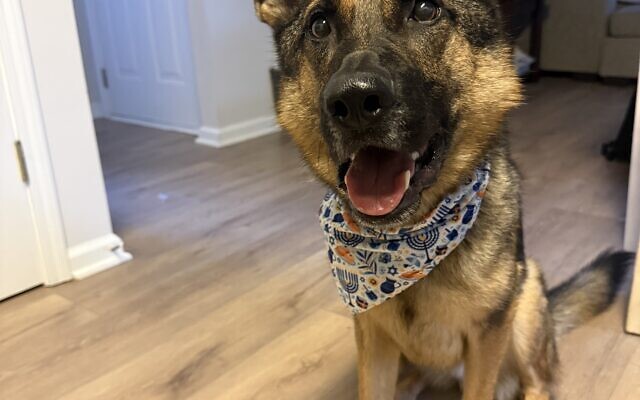 Simba
4-year-old German Shepard   
Marissa and Matthew Persons of Marietta

Simba, rescued from The Humane Society of Forsyth County, is a classic velcro dog following us everywhere! Smart, loyal, very cuddly, with nicknames ranging all the way from Pancake to Sugar Monster.