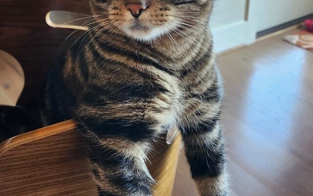 Taz
4-year-old Cat   
Tascha Katz  
of Dawsonville 

Meet Taz! Don't let those innocent eyes fool you—he's a total bundle of energy ready to zoom! But once his batteries drain, he instantly transforms into the sweetest cuddler, ruling the roost in his favorite spot.