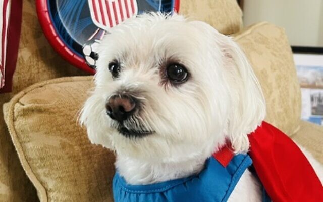 Teddy
9-year-old Maltese   
Joyce Banner 
of Brookhaven

Teddy is my constant companion and is super in every way - a most charming, handsome, sweet and smart little guy. He kicks around a mini soccer ball as he cheers on Team USA and runs around when he hears "gooooal"!