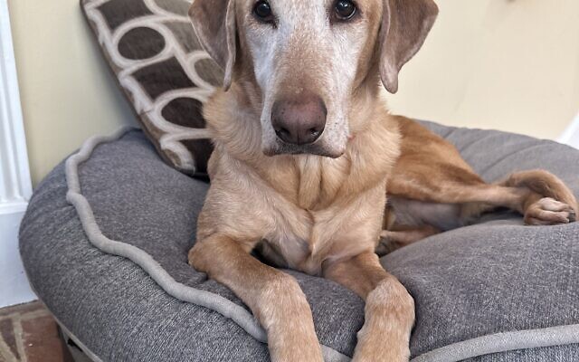 Virginia
8-year-old Fox Red Lab   
Shelly and David Katz 
of Johns Creek

Virginia is a coffee enthusiast, professional tennis ball chaser, expert swimmer, sunroof-loving road trip companion, and champion napper. Wrapped in a gorgeous fox-red coat and armed with endless sweetness, she’s the kind of dog who makes every day better