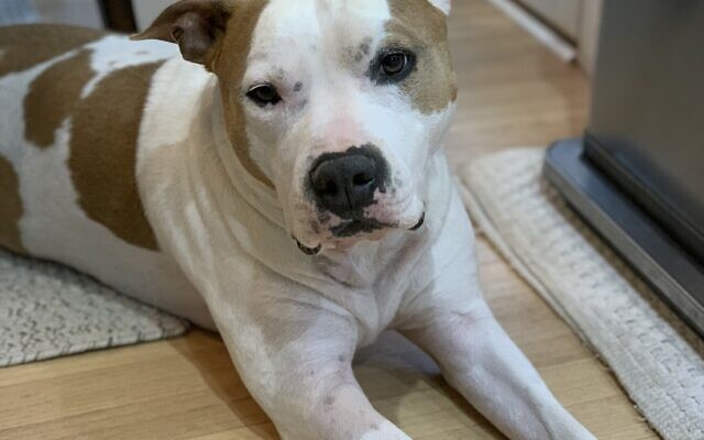 Wally
7-year-old American Staffordshire Terrier    
Alyssa and Andrew Firestone of Alpharetta 

Wally is a constant source of entertainment. He is the ultimate goofball. He is also a big baby. He thinks he is a lap dog (and he is 65 pounds). He catches wild animals in our backyard.