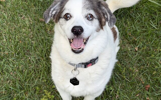 Bagel
7-year-old Purebred Good Boy   
Lilli Jennison 
Creative Director

Bagel is a sweet boy. He loves to snuggle with his mama, play with toys, and run around the backyard with his cousins.