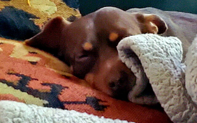 Cookie
11-year-old Chiweenie   
Michal Bonell 
Operations & Sales Manager

Cookie loves to burrow through blankets and create a warm comforting space for herself.  She loves her humans but most of all she loves FOOD!