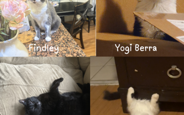 Findley, Yogi Berra, Odysseus, & Tiki Barabra
8,8,7,1.5-year-old cats   
Diana Cole 
Community Coordinator 

My babies all of have four different personalities.  Two are skittish, one thinks he is a dog, and the other is a Momma’s Boy.  They all get along great (most days).  Couldn’t imagine life without them.