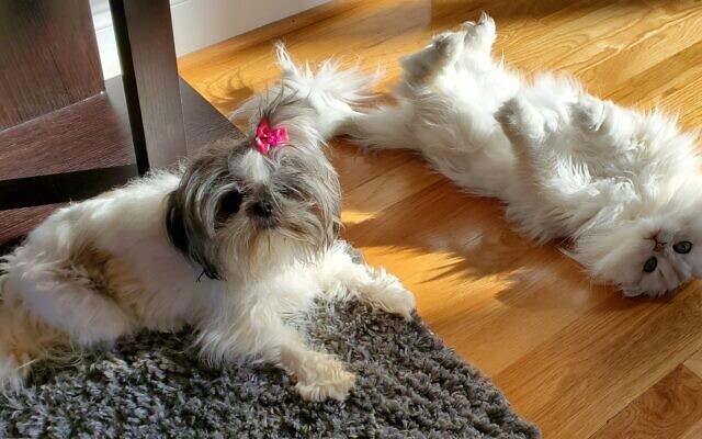 Lilly and Bella
7 and 9-year-old Imperial Shih Tzu & Ragamuffin   
Lou Ladinsky 
Distribution Manager

Best of Friends!!!