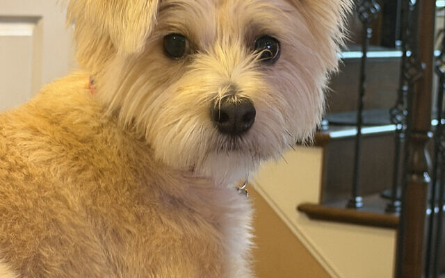 Roxie
4.5-year-old Terrier Mix
Ilyssa Klein 
Senior Account Manager 

She loves digging, zooming around and throwing toys to herself. She volleys the ball with you by bouncing it off her nose and is just a big snuggler.