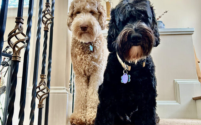 Hunter and Marti
10 & 4-year-old Labradoodles   
Belinda Morris 
Chief Financial Officer

Hunter and Marti - the little Rascals. Hunter loves attention and always wants to get the first pets when I come home, but Marti is very soft and snuggly and likes snuggles all through the night.