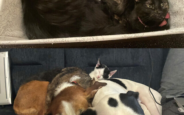 Marble, Opal, Pebble, Onyx and Ruby
Cats and Dogs
Jacqueline Morris 
Events Director

All of my furbabies are sweeties. The baby, Pebble, is only 14 weeks old. She sleeps on top of the dogs (as seen in photo) and spends all day playing with them.