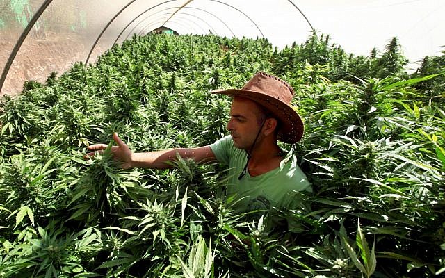 A worker tends to cannabis plants at the Tikun Olam cannabis growing facility near Safed (photo credit: Abir Sultan/Flash 90)