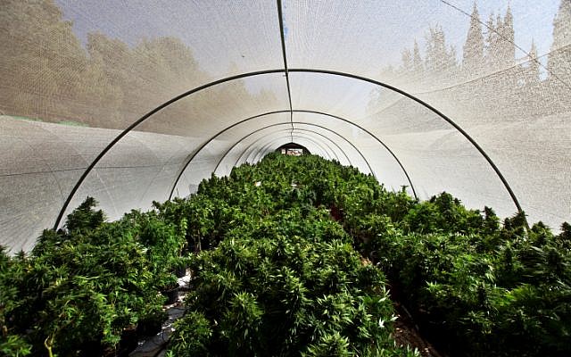 Cannabis plants at a growing facility in northern Israel, 2010. (photo credit: Abir Sultan/Flash 90)