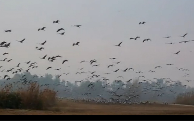 Migrating birds (Global Post Screen Shot)