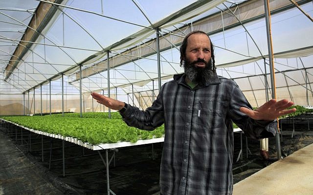 In this Sunday, Oct. 19, 2014 photo, Gilad Fine, a religious Jewish farmer from Bnei Netzarim, stands inside his greenhouse, between the southern tip of the Gaza Strip and the Egyptian border. Fine grows lettuce and kale using hydroponics on raised platforms to fulfill the biblical commandment to let his farmlands rest every seventh year. His greenhouse follows specific guidelines that certify the produce kosher for the sabbatical year called “shmita” in Hebrew, that began last month on the Jewish New Year, and extends through the fall of 2015. (photo credit: AP Photo/Tsafrir Abayov)