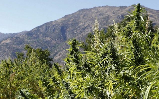 Swaths of cannabis near the village of Ketama in the Village of Bni Hmed in the Ketama Abdelghaya valley, northern Morocco, on September 14, 2014. (photo credit: AP Photo/Abdeljalil Bounhar)