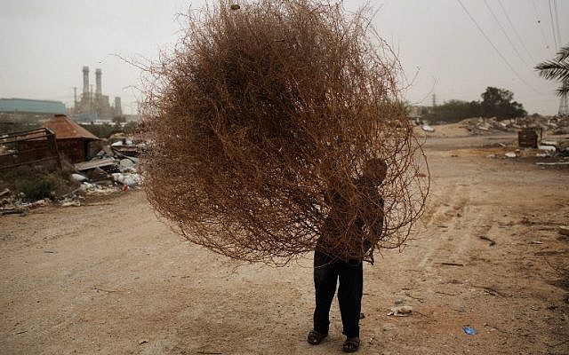 A Bedouin boy walks with a dry bush during a sandstorm in Wadi Na'am, an unrecognized Bedouin village, in the Northern Negev desert near Beersheva, January 6, 2015 (photo credit: AFP/MENAHEM KAHANA)
