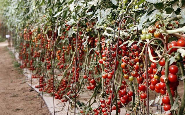 Uri Alon grows 15 kinds of cherry tomatoes of all different colors and tastes in his pick-your-own greenhouses. (photo credit: Judah Ari Gross/Times of Israel)