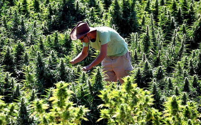 A worker tends to cannabis plants at a growing facility for the Tikun Olam company near the northern Israeli city of Safed (Abir Sultan/Flash 90)