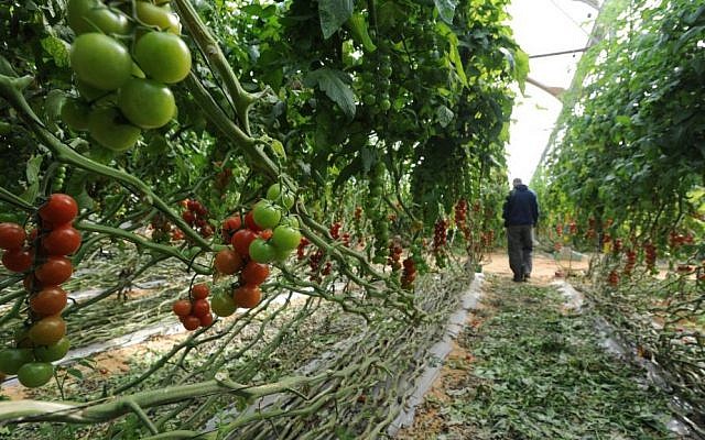 Illustrative: An undated image of a farmer in the western Negev town of Kadesh Barnea inspecting a crop of cherry tomatoes. (Gili Yaari / Flash 90)