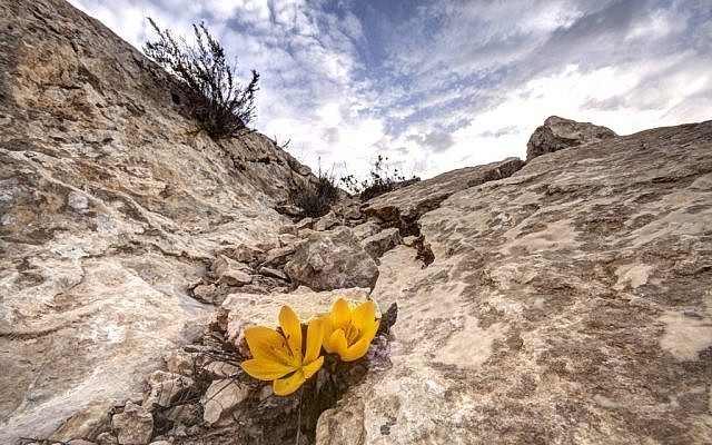 Illustrative: Fall daffodils in the Negev Desert (Mel Alexenberg)