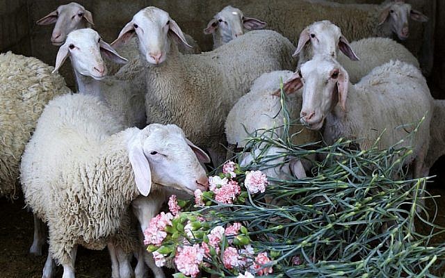 Illustrative: Sheep feed on carnations, April 26, 2013. (Abed Rahim Khatib/Flash90)