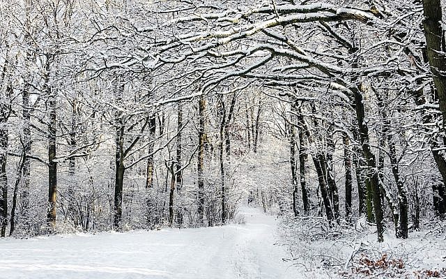 Illustrative. Snowy woods. (Pixabay)