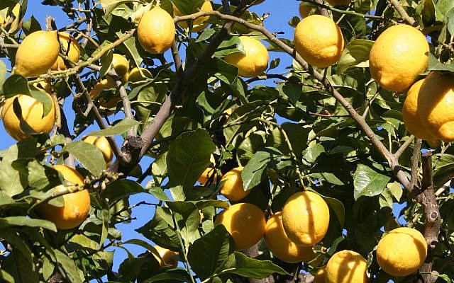 Illustrative. Etrogs (citrons) growing. (Official website of the City of Menton, France)