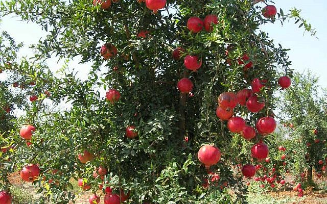 A Pomegranate tree in Sde Ya'akov. Amnon s [CC BY-SA 2.0. (https://creativecommons.org/licenses/by-sa/2.0)], from Wikimedia Commons