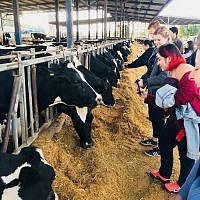 NYU students visit the Kfar Hayarok's Dairy Farm.